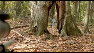 90 seconds of Airgun Field Target - Pyramyd Cup 2025