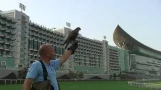 Bird Pest Control Dubai