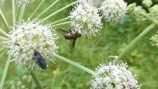 Assortment of flies, V&otilde;su, Estonia, 30 July 2020