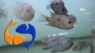Fish Keeping Live Stream! KGTropicals Live let's talk about what's been going on the last month!