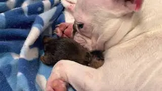 Music 🎶 Helping My Frenchie Give Natural Birth The First 45min Of A Puppies Life Part 1