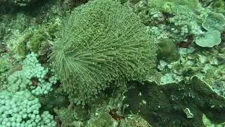 Clown Fish (Wait For It!)