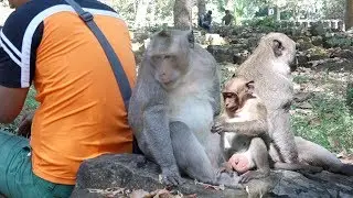 Sweet Pea Monkey Free Style  So Cute Sweet Pea Monkey