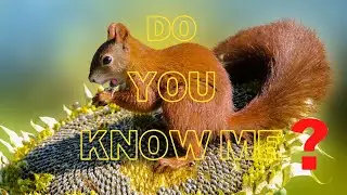 Wildlife Different Types Of Squirrels Animals.