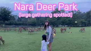 Nara Deer Park (Large Gathering Of Deer Spotted!)