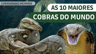 Cobras gigantes! Conheça as 10 maiores cobras do mundo.