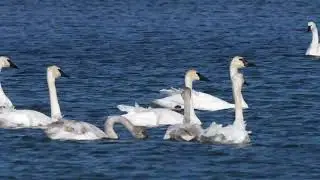 North American Tundra and Trumpeter Swans rest and feed as they gather with ducks on a USA lake