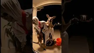 A Kangaroo in Halloween [AI]🤣 #viral #halloween