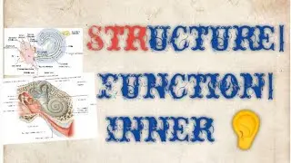 Structure| Function| Inner Ear| Part 2nd| Special Senses| Physiology