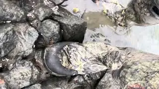 Lure hunting in a drained Canal : Part 2 #fishing #relaxing #viral #nature #world 