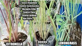 How To Grow Citronella Plant || Difference Between Citronella And Lemongrass || Homefoodgarden