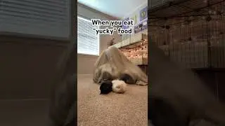 When you eat gross food #guineapig #pets #funny #relatable ￼