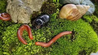 Rare Wildlife Encounter : Millipede, Snail & Rhinoceros Beetle Meetup Caught on Camera #Educational