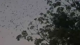 Millions of bats flying out of caves in Cambodia