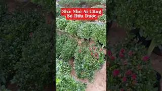 Small size, everyone can own one 🥰☎️0921.826.862 #nhavuonngoclam #doquyenbonsai #cayhoa