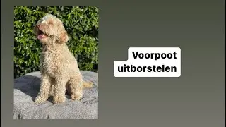 Je doodle borstelen doe je zo: de DoodleHairDo manier deel 3
