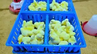 Ec poultry shed || full design & Automation of working poultry cycle || Modern poultry farming ||