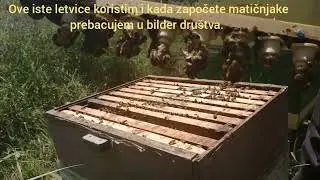 Uzgajanje matica (video 3)