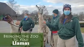 Bringing the Zoo to You: Llamas!