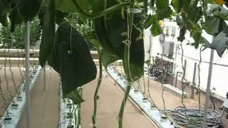 Epcot - Behind the Seeds Tour - Cucumbers