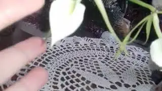 Брассавола. Дендробиум. Блетилла Стриата.