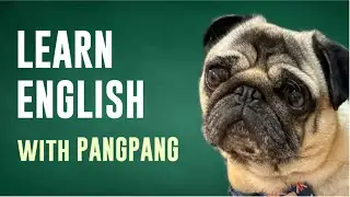 SMART Dog Learns English? 🤣 ABC Dogs with Pangpang the Pug