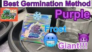 Best Germination Method 3x3/ 4 P.F.G  S2/ep1@myloveforgrowing7908