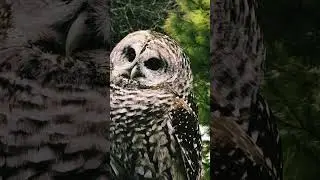 Meeting a rescued owl. #owl #rescue #beautiful #doorcounty #wisconsin #travel #adventure