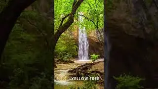 Absolute Zen Rain Forest Nature Complete Sound #shorts