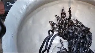 সরাসরি সাপ উদ্ধার করা হয়েছে। Blogger Faruk 24&ndash; Snake Rescue & Village Life is live!