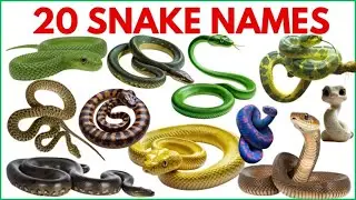 Amazing Snake Names in Hindi | बच्चों के लिए साँपों के नाम | 20 साँपों के नाम हिंदी में #snake