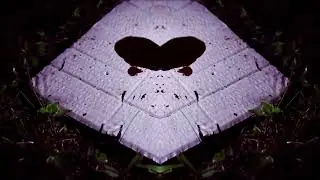 Rxzwell- Atrophy (Official Music Visual)