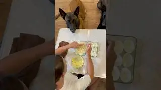 Jajka faszerowane dla psa #pomocdlapsa #smakołykidlapsa #belgianmalinois #mądrypies