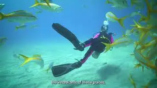 Coral Reefs  Conservation and Sustainability &middot; WCS Cuba