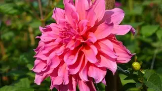 Verma nursery khagaria