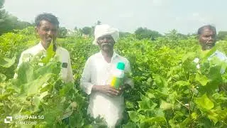 RPS 76 results in cotton Karnataka