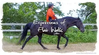 Expressions of Flat Walk by a Tennessee Walking Horse