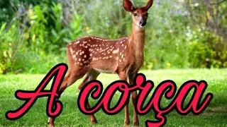 A cor&ccedil;a || Mafe aguiar