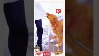❤️Smartlesson❣️  Like👍#share#pets#smallactsofkindness#subscribe#usa🇺🇸