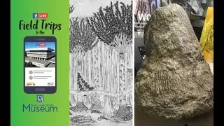 Field Trip to the NYSM: New York's Fossil Forests