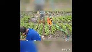 PANEN KANGKUNG DAN BAYAM ORGANIK .....