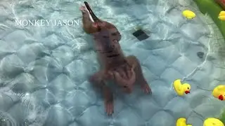 Bravo!! 👏👏 Baby Jason Diving In Pool, Monkey Jason Learn To Swim First Time