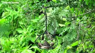 Awesome Bird Trap - Catching Bird Easily