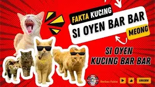 SI OYEN KUCING BAR BAR, 7 FAKTA KUCING ORANYE BENARKAH DIA RAJA NYA KUCING  FAKTA ATAU MITOS