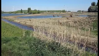 De Kuifeend natuurgebied Antwerpen vogelkijkhut Natuurpunt