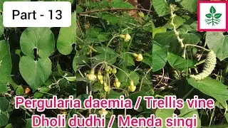 Pergularia daemia / Trellis vine / Dholi dudhi / Menda singi / Uturudi / Gadaria ki bel