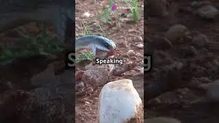 Mind-Blowing Snake Facts You Never Knew!