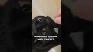 Cat squeaking in response #asmr #cats #catsounds #squeaky #catlovers #blackcat #cutecat #happycats
