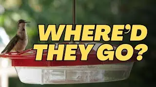 5 Reasons Why Your Hummingbirds Disappeared