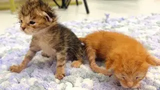 Adopted kittens at 2 weeks old &ndash; eyes open and first steps!